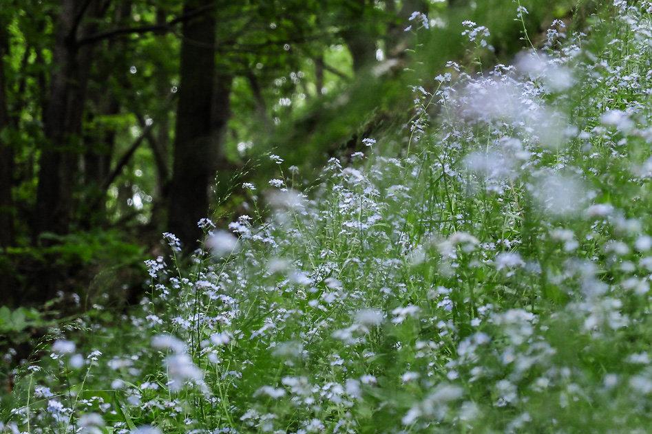 DSCF9641.jpg