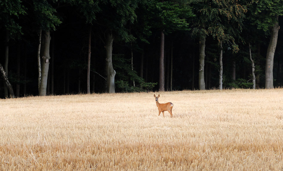 DSCF0654-2.jpg