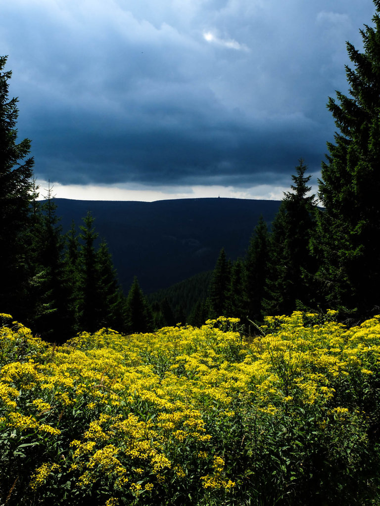 DSCF6512.jpg