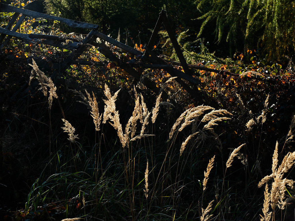 DSCF7229.jpg