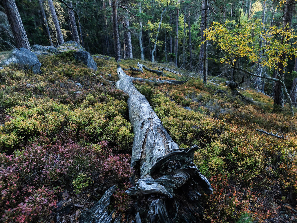 DSCF7246.jpg