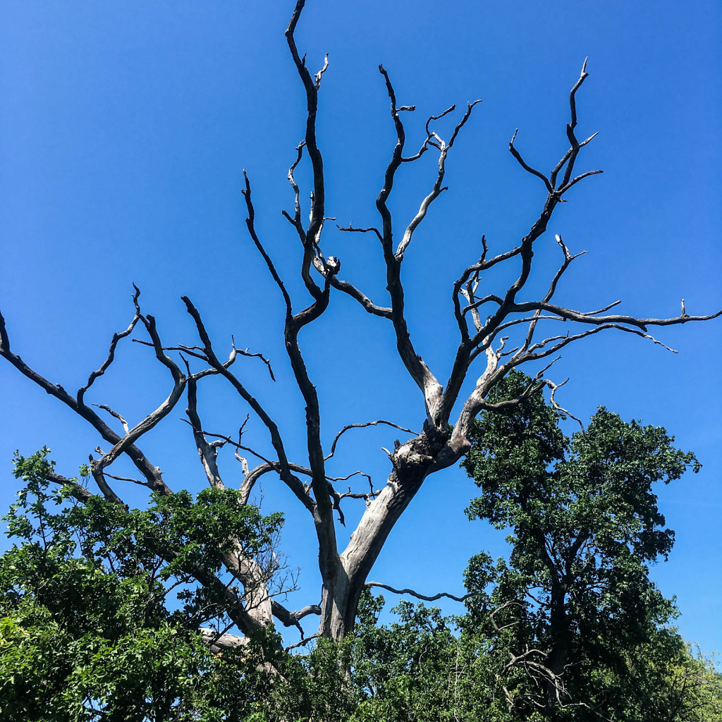 2019-06-09-134006-2.jpg