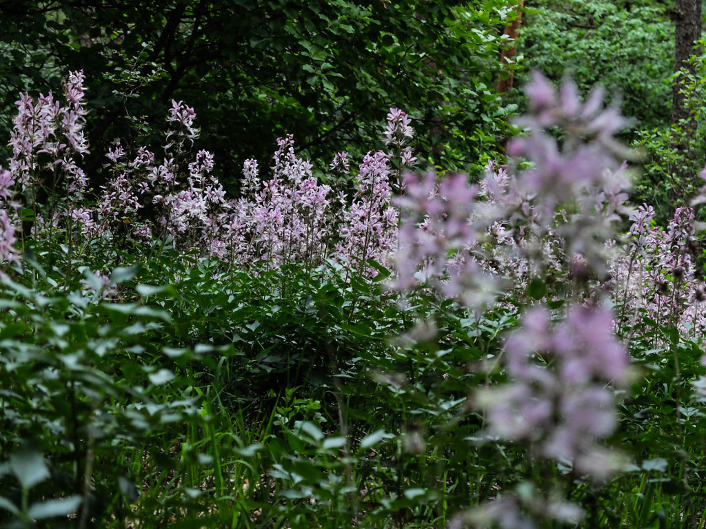 DSCF8796.jpg