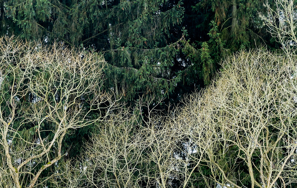 DSCF4242.jpg